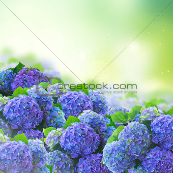 blue hortensia flowers