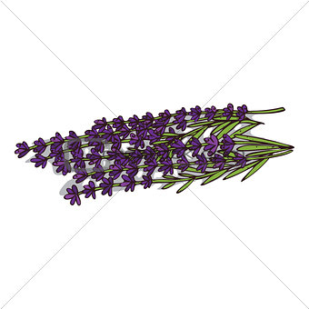 Isolated clipart Lavender
