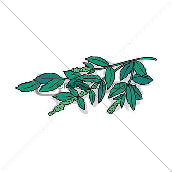 Isolated clipart Mint