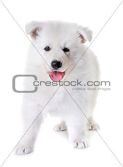 puppy White Swiss Shepherd Dog