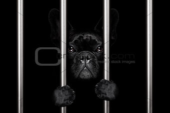 dog behind bars in jail prison