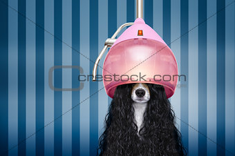 dog  at hairdressers salon 