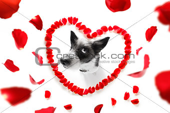 happy valentines dog