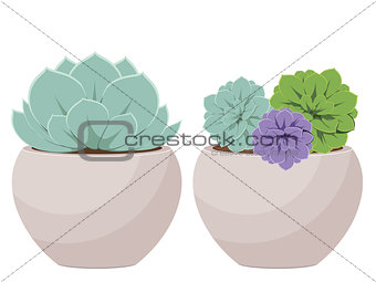Succulent in a Pot