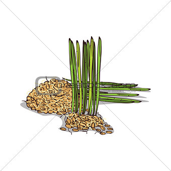 Isolated clipart Wheat germ