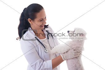 veterinarian examining a cute maltese dog, isolated