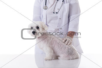 veterinarian examining a cute maltese dog on the  table, isolate