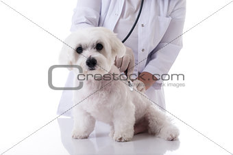Veterinarian examining a cute maltese dog with a stethoscope on