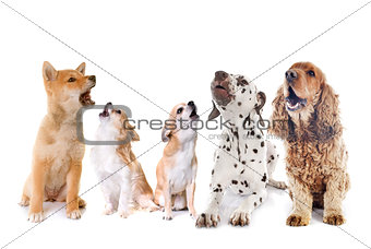group of dogs howling