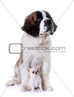 puppies chihuahua and saint bernard