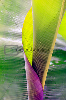 Big rolled up banana leaf with drops close-up