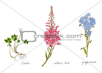 Wild plants and flowers hand drawn in color. Willow, oxalis and forget-me-not. Herbal vector illustration.
