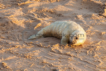 Baby newborn seal pup on the beach