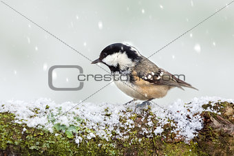 Coal tit wild bird on snowy log