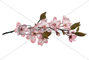 Sakura flowers background