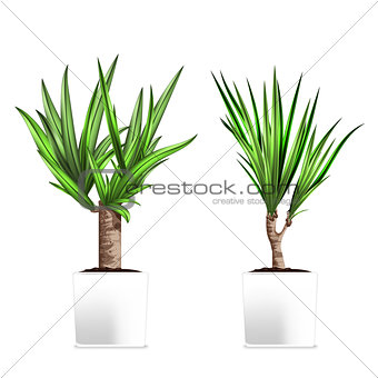 Yucca tree in a pots. Hand drawn vector illustration on white background. Element of home decor. The symbol of growth and ecology.