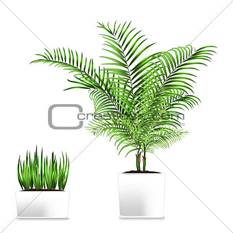 Palm and grass potted in the rectangular containers isolated on white. Element of home decor. The symbol of growth and ecology.