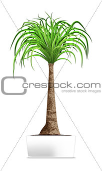 Green palm in the white pot isolated on white. Element of home decor. The symbol of growth and ecology.