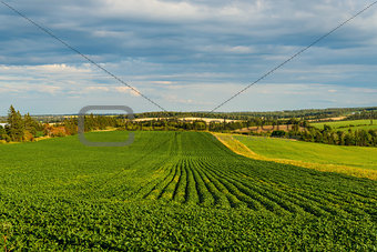 Green field of potatoes