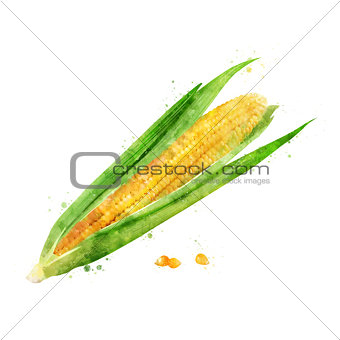 Corn on white background. Watercolor illustration