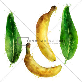 Banana on white background. Watercolor illustration