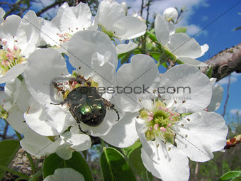 brilliant june beetle sits on a pear flower