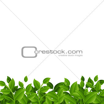 Green Branches With Leaves Border