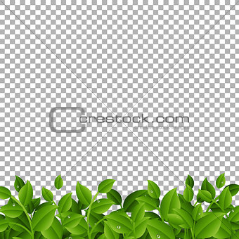 Green Branches With Leaves Border Transparent background
