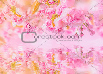 Sakura flower cherry blossom, water reflection, light. Greeting card background template. Shallow depth. Soft toned. Spring nature