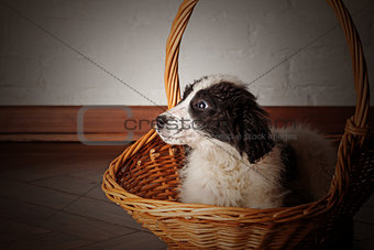 Charming little puppy sitting in the basket