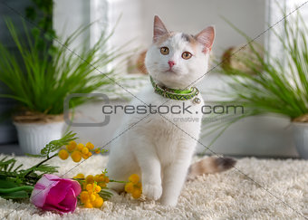 White kitten with flowers in the spring studio