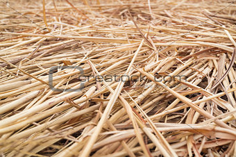 Hay or straw or dry grass background texture.