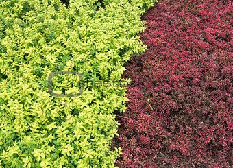 Closeup of the two color shrub.