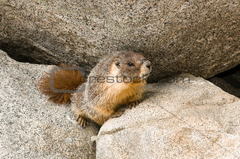 Wild Marmot (Marmota)