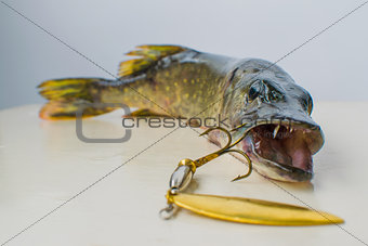 Pike with a lure in its mouth.