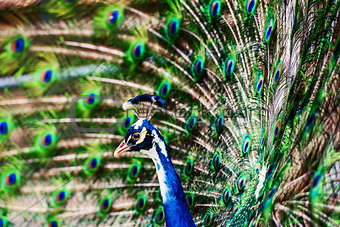 Peacock showing off his bright tail