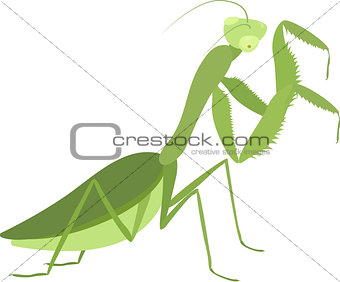 Cartoon green praying mantis isolated on white