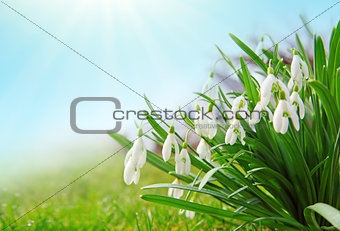 White snowdrop flowers isolated on blue sky.