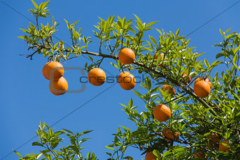 Oranges on the tree on blue sky background.