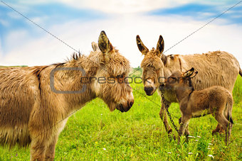 family of donkeys grazing in a green meadow