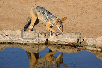 Black-backed jackal at a waterhole