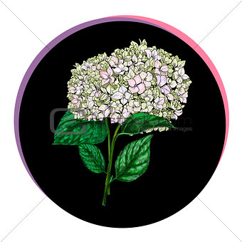 Beautiful phlox flower in a black circle. Floral vector.