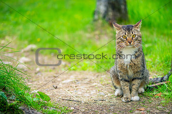 beautiful striped cat sitting on a trail near a lawn