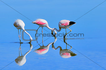 Three pink big birds Flamingo in the water.