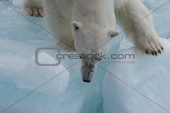 Polar bear walking on the ice.