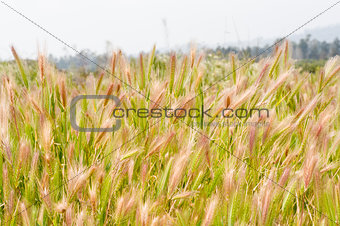 Wild wheat (Triticum)