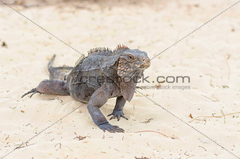 A large iguana walks the sand to the camera close-up