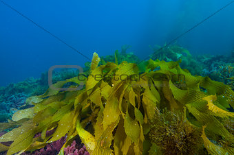 Kelp on ocean bottom off Catalina island, CA