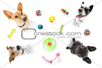 couple of dogs  with pet toys 