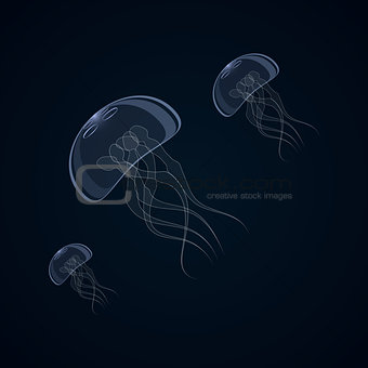 Vector illustration of jellyfish, aurelia aurite, also called common jellyfish, moon jellyfish, jelly moon or jelly saucer